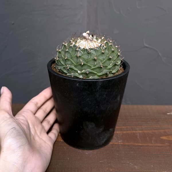 サボテン:オブレゴニア デネグリイ(帝冠) 4号鉢植え