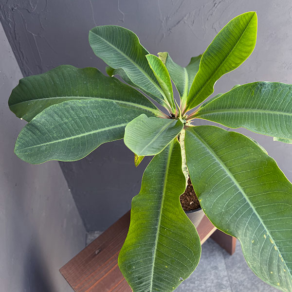 ユーフォルビア:ビグイエリー 5号鉢植え