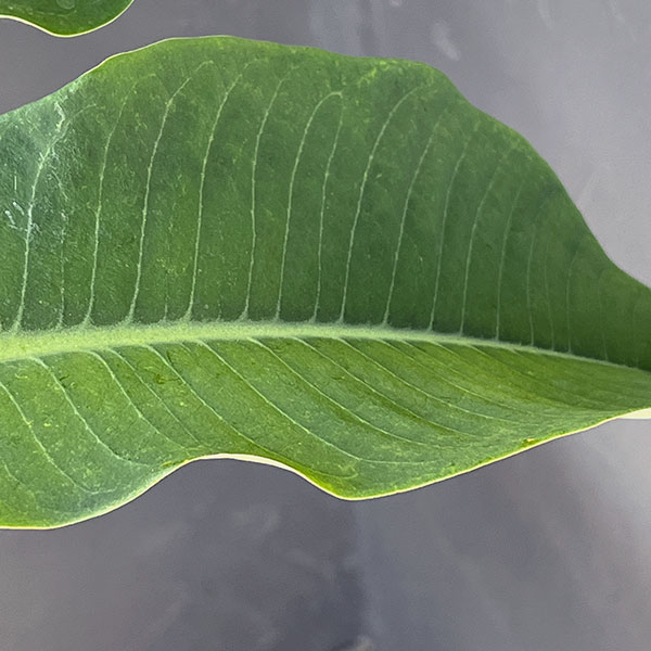 ユーフォルビア:ビグイエリー 5号鉢植え