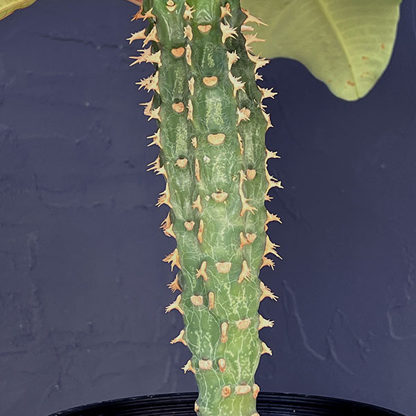 ユーフォルビア:ビグイエリー 5号鉢植え