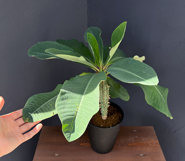 ユーフォルビア:ビグイエリー 5号鉢植え