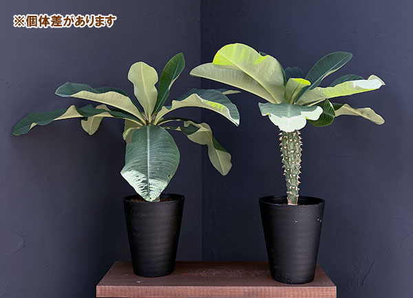 ユーフォルビア:ビグイエリー 5号鉢植え