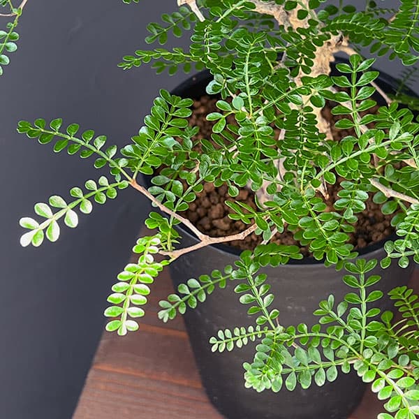 オペルクリカリア:パキプス(実生株) 5号鉢植え