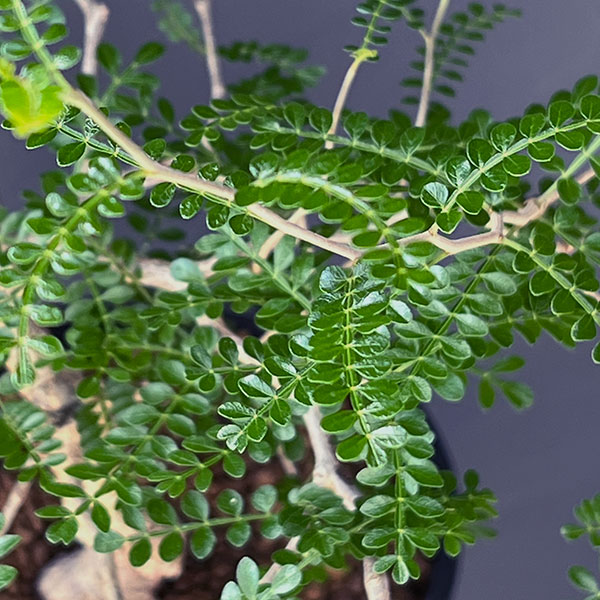 オペルクリカリア:パキプス(実生株) 5号鉢植え