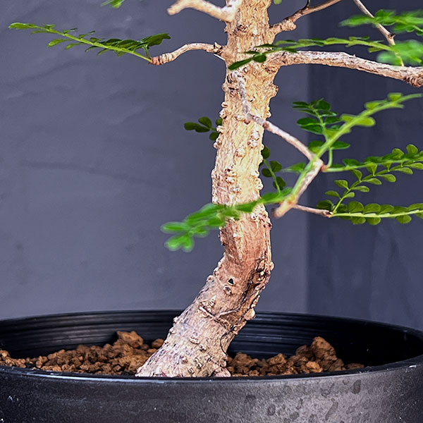 オペルクリカリア:パキプス(実生株) 5号鉢植え