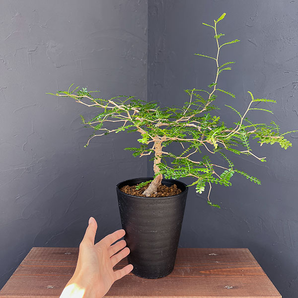 オペルクリカリア:パキプス(実生株) 5号鉢植え
