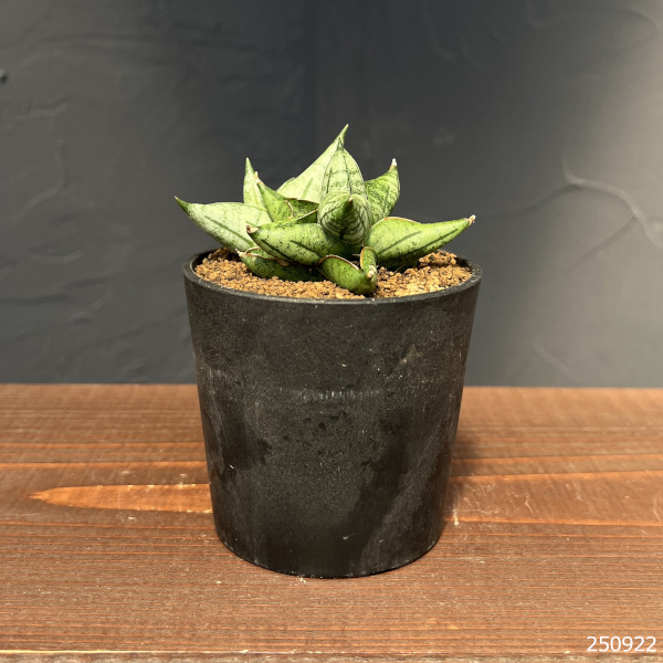 サンセベリア:ミーディー 2.5号鉢植え