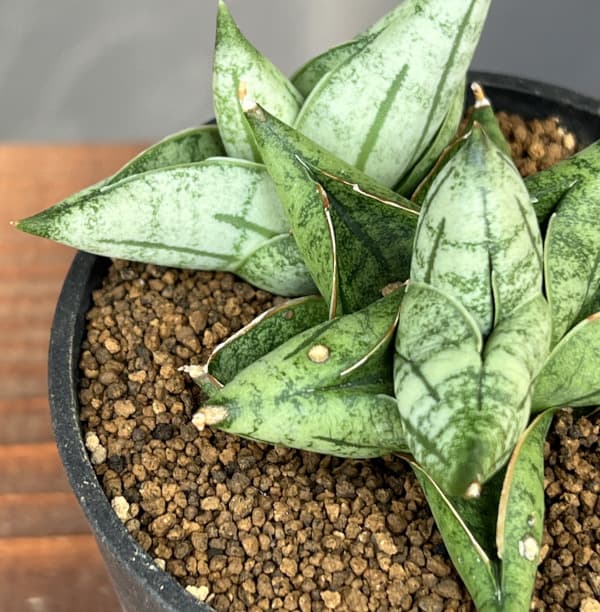 サンセベリア:ミーディー 2.5号鉢植え