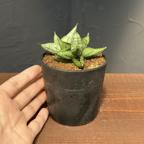サンセベリア:ミーディー 2.5号鉢植え
