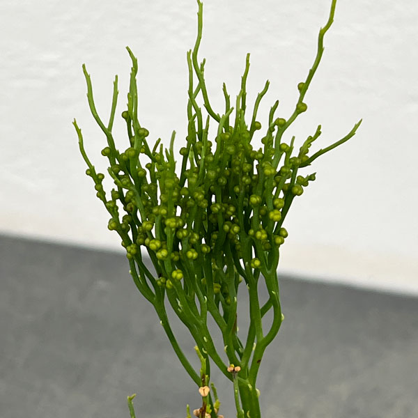 マツバラン:雲龍獅子(ウンリュウジシ)3.5号鉢植え