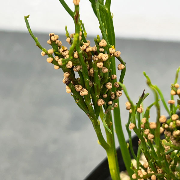 マツバラン:雲龍獅子(ウンリュウジシ)3.5号鉢植え