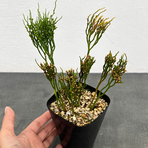 マツバラン:雲龍獅子(ウンリュウジシ)3.5号鉢植え