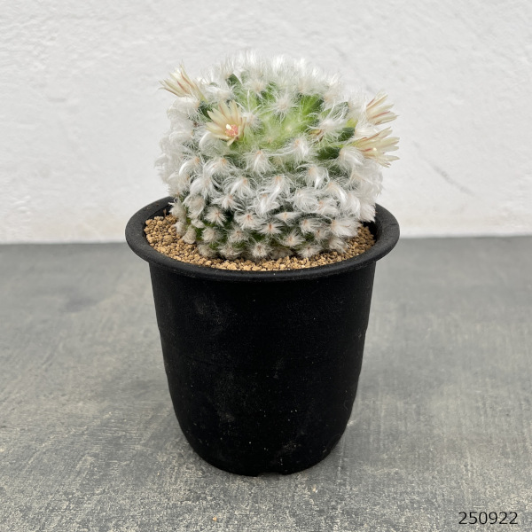 マミラリア:ボカサナ 3号鉢植え
