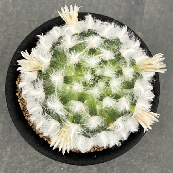 マミラリア:ボカサナ 3号鉢植え