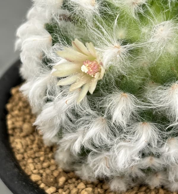 マミラリア:ボカサナ 3号鉢植え