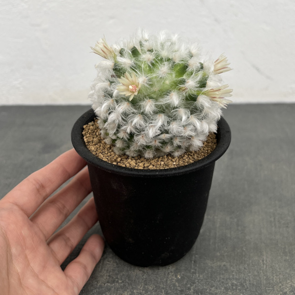 マミラリア:ボカサナ 3号鉢植え