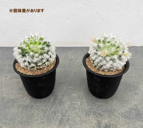 マミラリア:ボカサナ 3号鉢植え