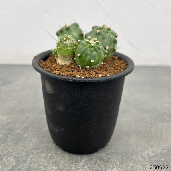 エキノプシス:アンキストロフォラ 3号鉢植え