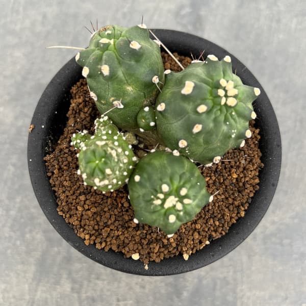 エキノプシス:アンキストロフォラ 3号鉢植え