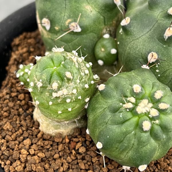 エキノプシス:アンキストロフォラ 3号鉢植え
