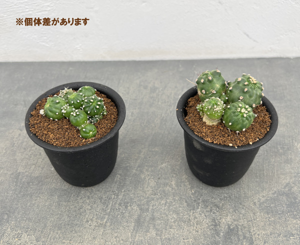 エキノプシス:アンキストロフォラ 3号鉢植え