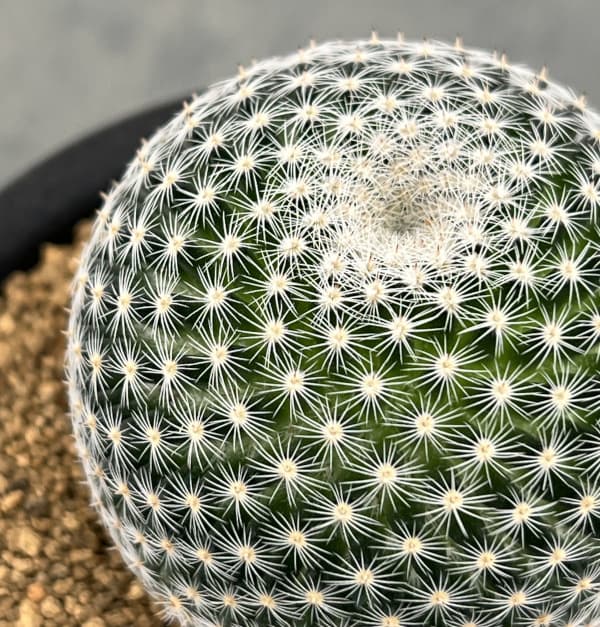 マミラリア:ペルベラ 3号鉢植え