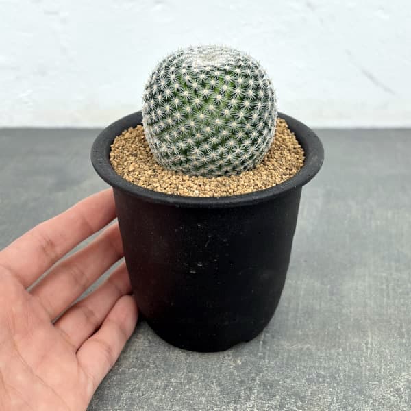 マミラリア:ペルベラ 3号鉢植え