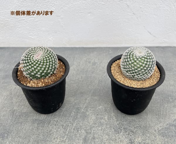 マミラリア:ペルベラ 3号鉢植え