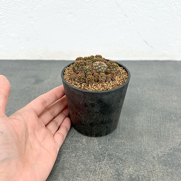 スルコレブチア:クルゲラエ変種ホフマニー(KP049)3号鉢植え*