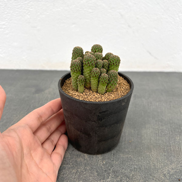 スルコレブチア:カジェカジェンシス(VZ195)3号鉢植え*