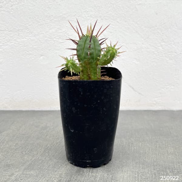 ユーフォルビア:フェロックス 2.5号鉢植え