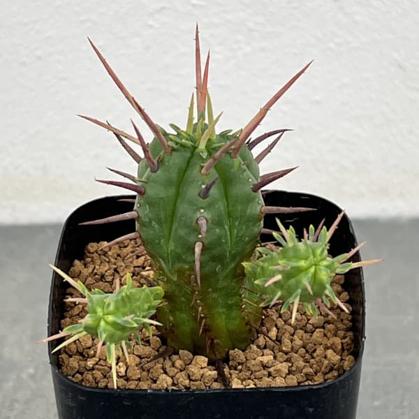 ユーフォルビア:フェロックス 2.5号鉢植え
