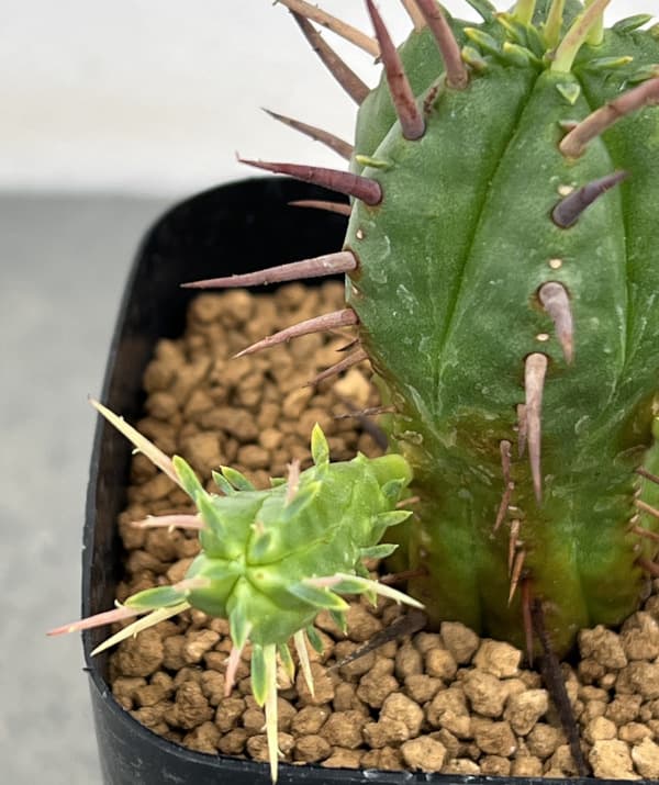 ユーフォルビア:フェロックス 2.5号鉢植え