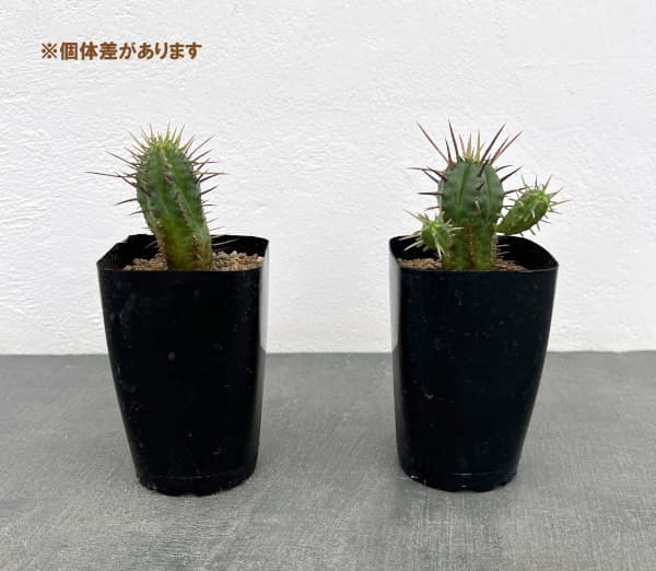 ユーフォルビア:フェロックス 2.5号鉢植え