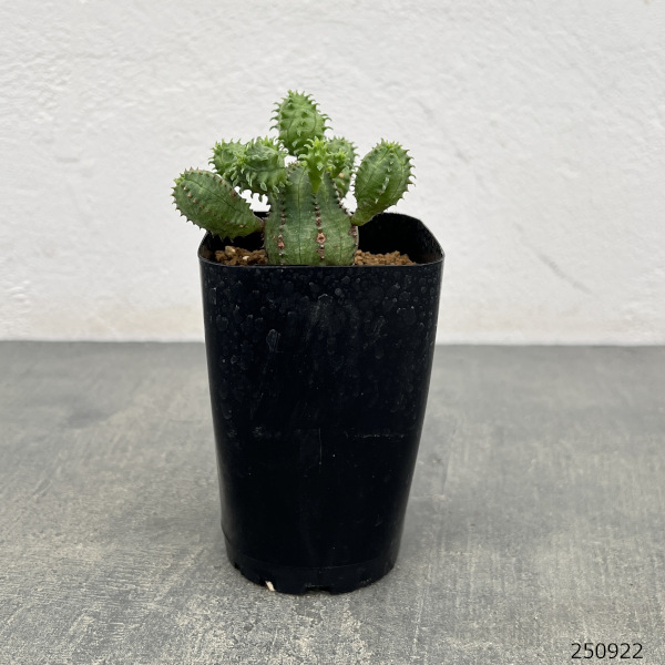 ユーフォルビア:プセウドグロボーサ 2.5号鉢植え