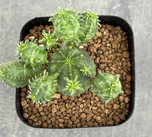 ユーフォルビア:プセウドグロボーサ 2.5号鉢植え