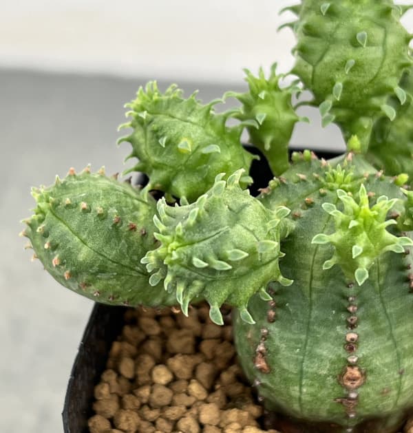 ユーフォルビア:プセウドグロボーサ 2.5号鉢植え