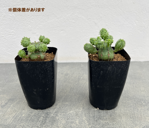 ユーフォルビア:プセウドグロボーサ 2.5号鉢植え