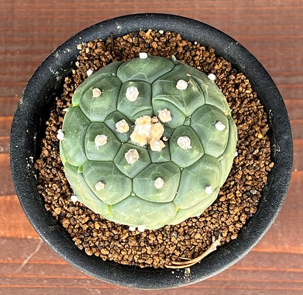 アストロフィツム:アステリアス亀甲瑠璃兜(るりかぶと)3号鉢植え