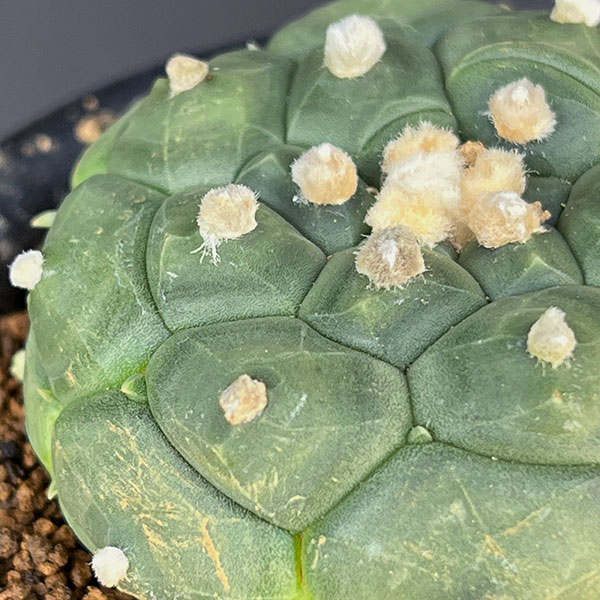 アストロフィツム:アステリアス亀甲瑠璃兜(るりかぶと)3号鉢植え