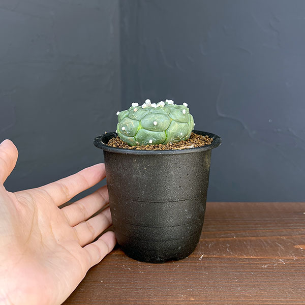 アストロフィツム:アステリアス亀甲瑠璃兜(るりかぶと)3号鉢植え