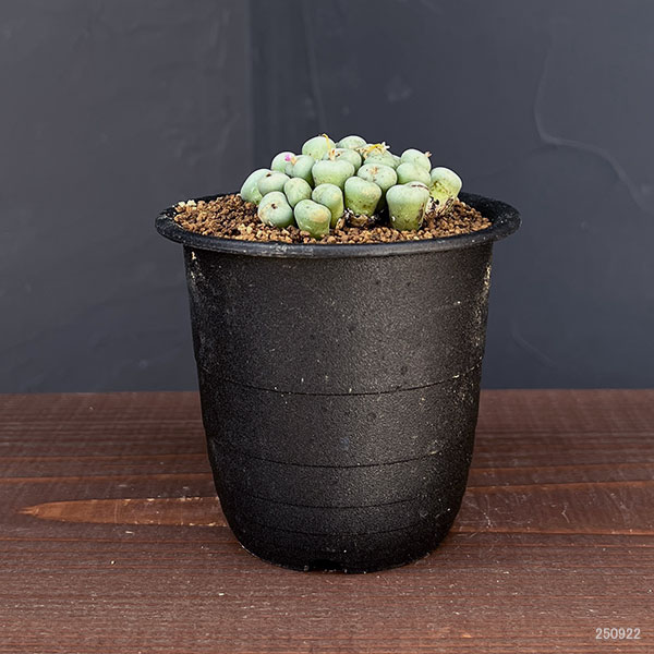 コノフィツム(原種系):ミヌツム 3号鉢植え