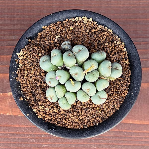 コノフィツム(原種系):ミヌツム 3号鉢植え