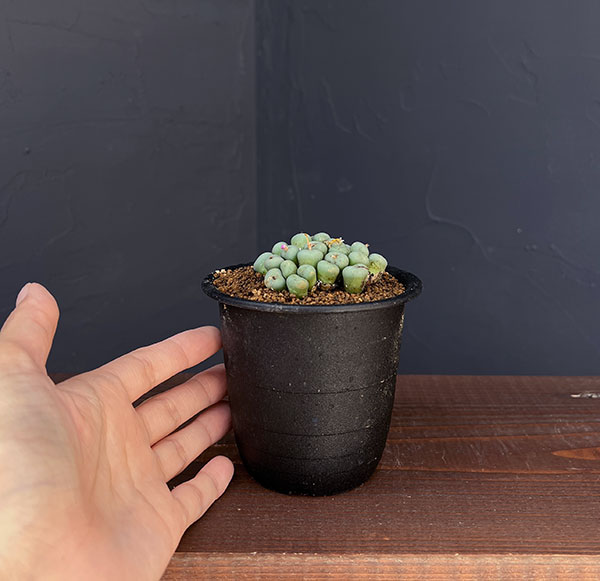 コノフィツム(原種系):ミヌツム 3号鉢植え