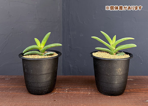 ガステリア:ラウリンソニー 3号鉢植え*