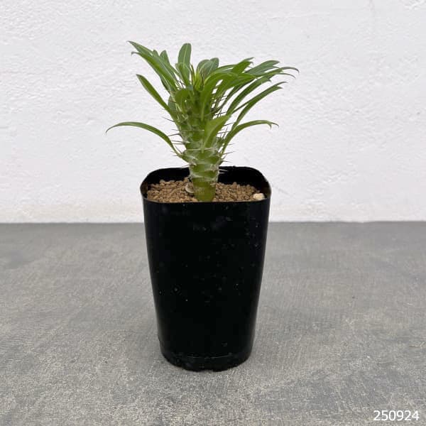 パキポディウム:ラメリー2.5号鉢植え