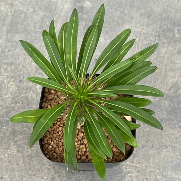 パキポディウム:ラメリー2.5号鉢植え