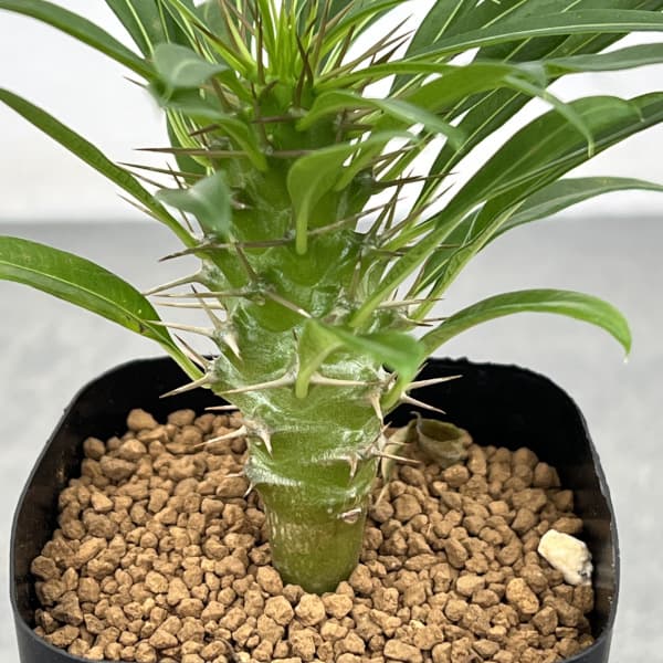 パキポディウム:ラメリー2.5号鉢植え