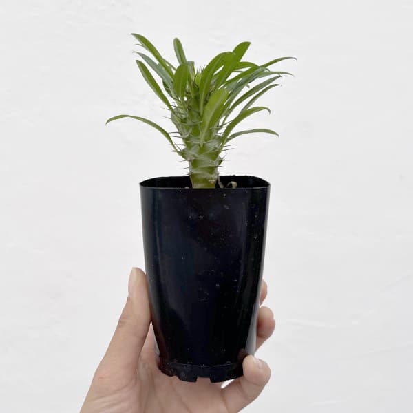 パキポディウム:ラメリー2.5号鉢植え
