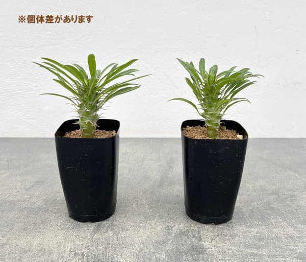 パキポディウム:ラメリー2.5号鉢植え